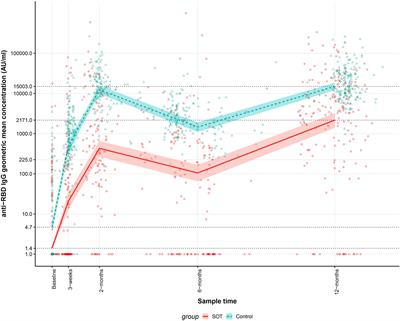 Humoral and T-cell response 12 months after the first BNT162b2 vaccination in solid organ transplant recipients and controls: Kinetics, associated factors, and role of SARS-CoV-2 infection